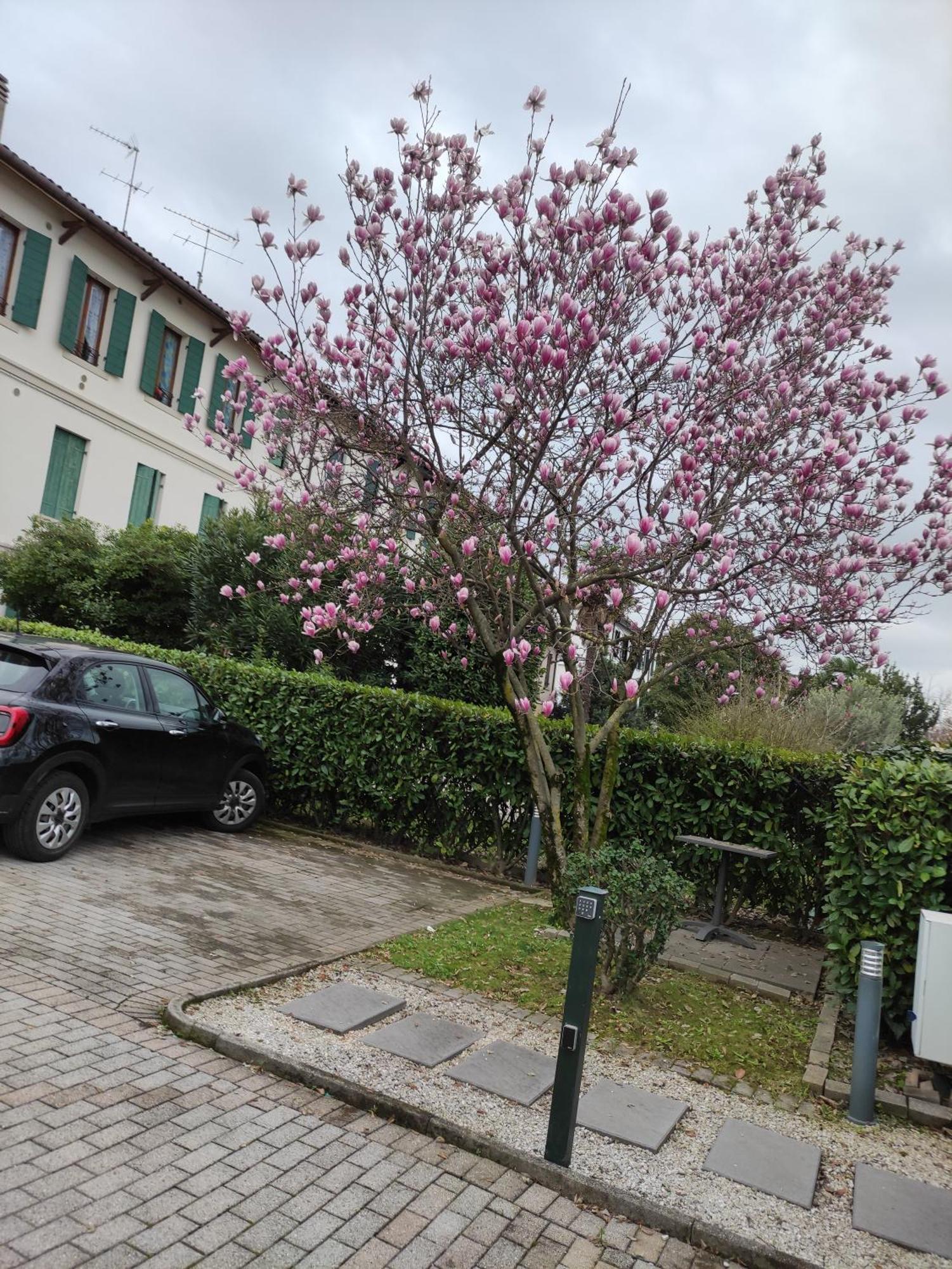 Villa Casa Della Magnolia à Conegliano Extérieur photo